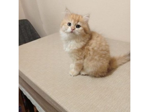 British longhair erkek