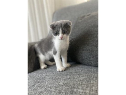 Scottish fold iki aylık erkek
