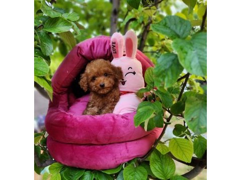 Toypoodle yavrularımız 