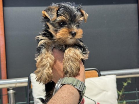 Wc eğitimli tea cup yorkshire terrier