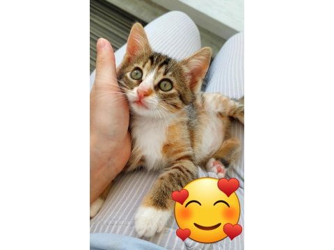 Sokaktan kurtulan 2 kardeş kediye acil yuva