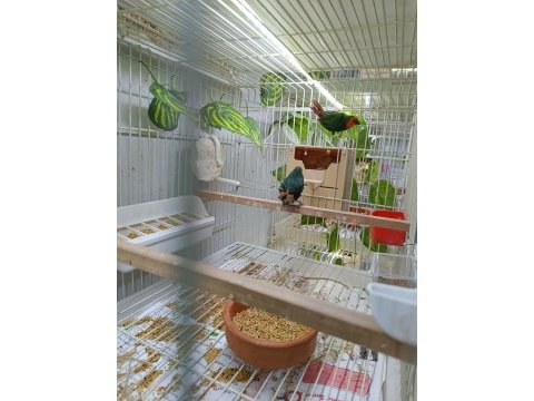 Parot baykuş çim ve star ispinozları