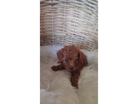 Kore toy poodle