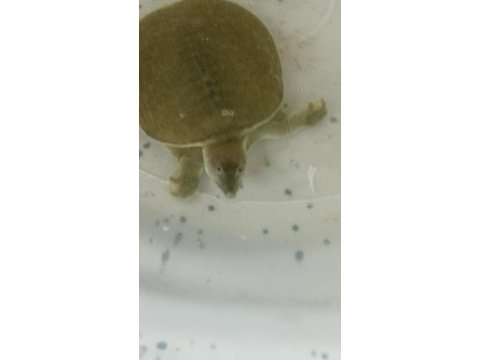 Softshell (yumuşak kabuk) su kaplumbağası