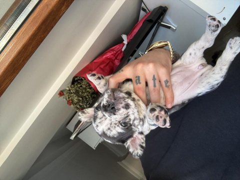 Merle french bulldog