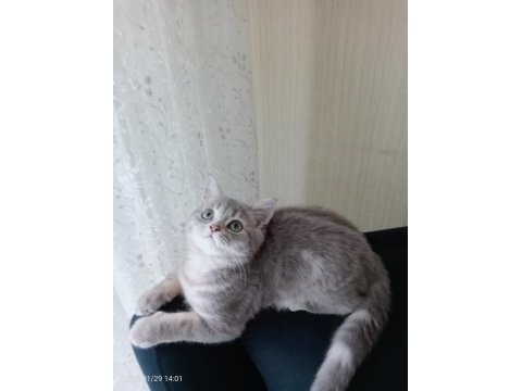 6 aylık kedimi sahiplendiriyorum british shorthair