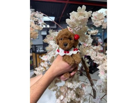 Toy garantili poodle bebekler