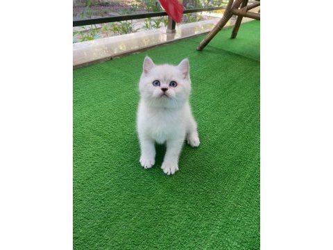 1.5 aylık iri cüsseli erkek british shorthair kedimiz