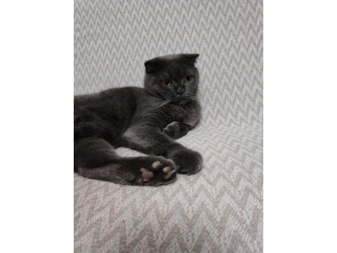 2 yaşında erkek scottish fold ücretsiz sahiplendirme