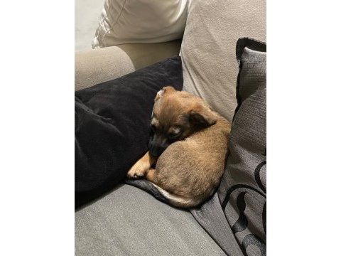Küçük ırk fino yavru ev köpeği