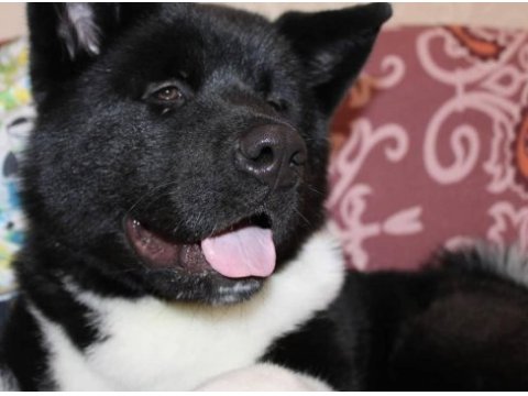 Sevimli akita yavrular