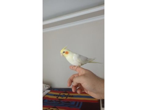 6 aylık erkek full evcil esenyurt elden teslim sultan