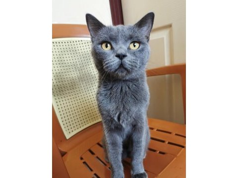 British shorthair dişi ücretsiz sahiplendirilecektir