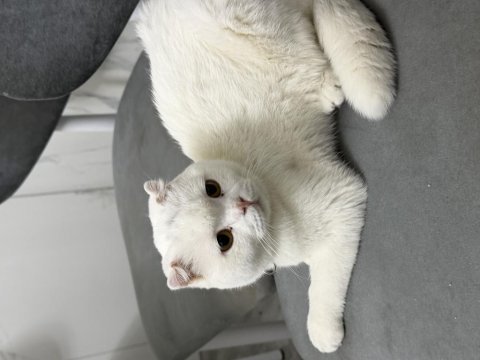 Scottish fold oğlumuz çakiye sıcak yuva arıyoruz