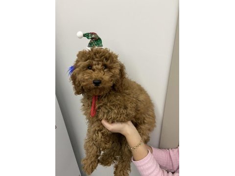 Toy poodle 3,5 aylık