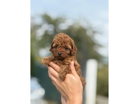 Küçük poodle prensler ve prensesler
