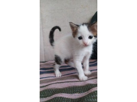 Yavru kediler acil