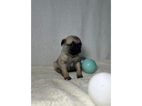 Pug mops bebekler