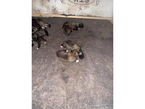 1 haftalık aksaray malaklı yavruları