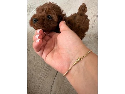 Kore toy poodle yavrusu