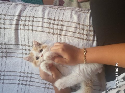 British longhair balımıza sıcak bir yuva arıyoruz