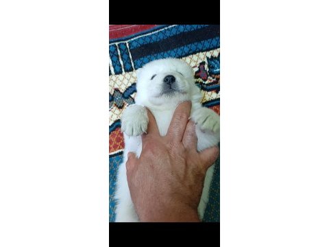 Kar topu samoyed bebekler