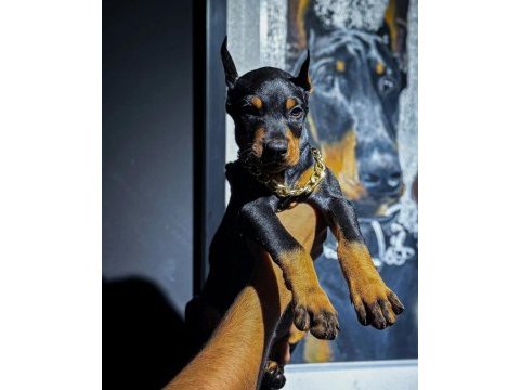 Estetikli ve estetiksiz doberman bebekler