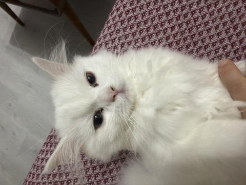 Beyaz tüylü kedimiz