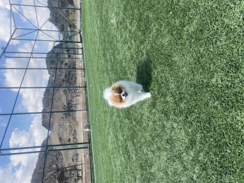 Teddy face pomeranian ırkın en iyi ve en nadir renklerinden