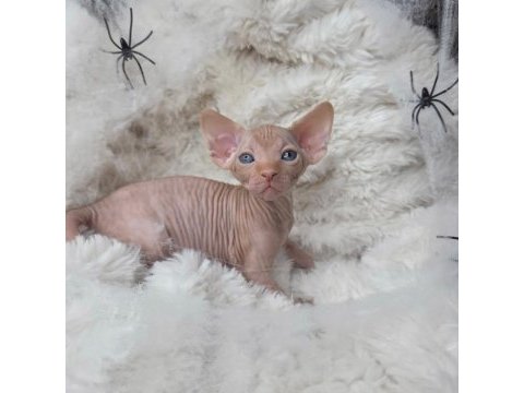 Özenle yetiştirilen sphynx yavrular