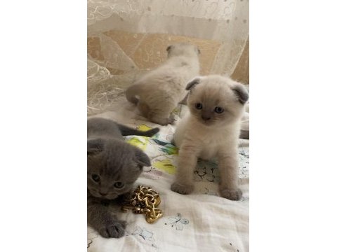 Safkan scottish fold mavi göz yavrular