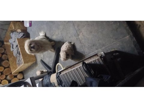 Irkına has pekinez köpekler