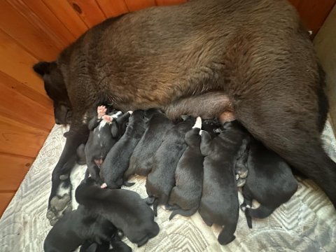 Haymana karası 4 dişi ve 4 erkek