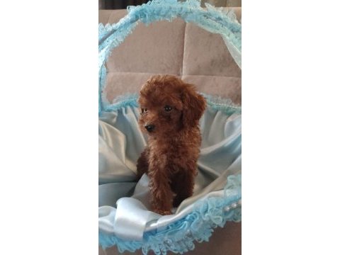 Toy poodle yavrular kaçırma