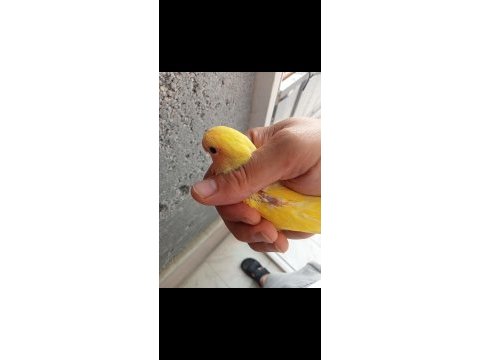 Sevda yavruları tam alıştırmalık konuşturmalık