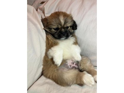 Nadir karamel renk shih tzu kızımız