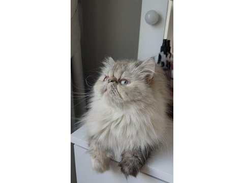 İran persian sahiplendirme