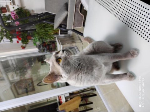 British shorthair kedimiz yeni yuva arıyor