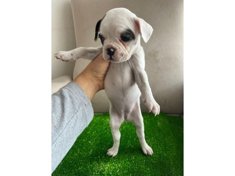 Fransız bulldog yavrularım