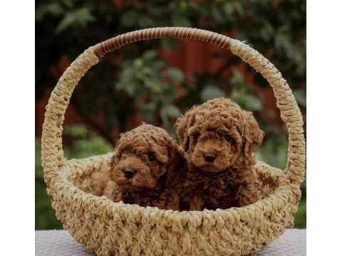 Minnoş poodle yavrular