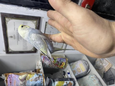Rainbow renk kuşları