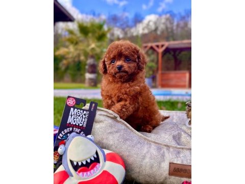Eğitilebilir toy poodle yavruları ile evinize neşe katın