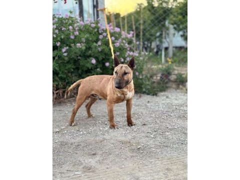Damızlık bull terrier köpekler