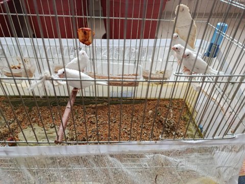 5 yavrulu bengal ailesi