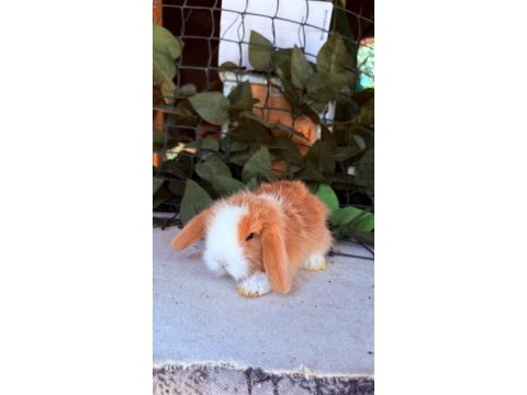 Safkan hollanda teddy lop tavşanları