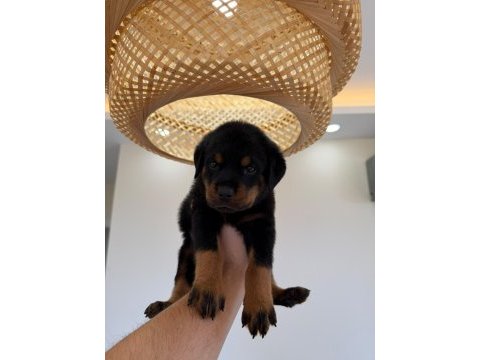 Rottweiler yavrularımız