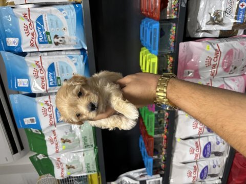 Maltipoo güzelliklerimiz yeni ailesini bekliyor