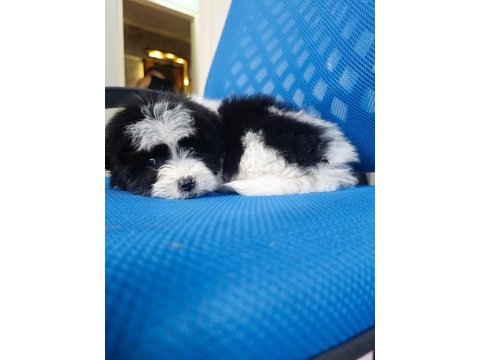 Maltipoo bebekler