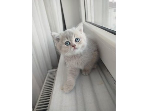British shorthair lilac golden yavrular