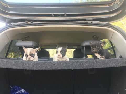 55 günlük french bulldog yavrularım balıkesir altınoluk